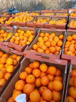 depozite portocale germania