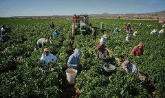 agricultura germ angajare