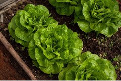 depozit sortat salata Austria